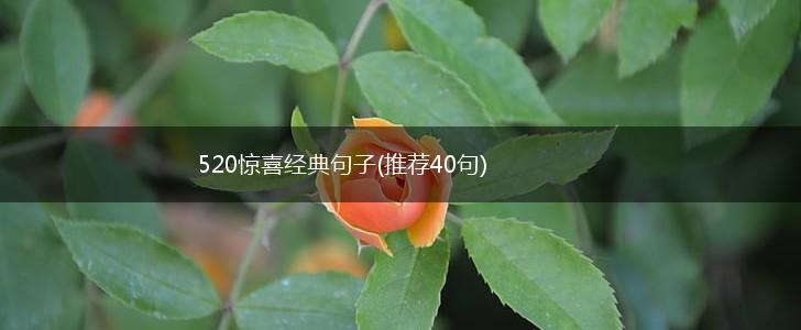 520惊喜经典句子(推荐40句),第1张
