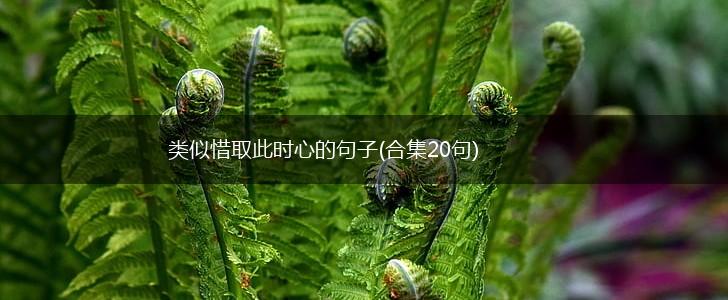类似惜取此时心的句子(合集20句),第1张