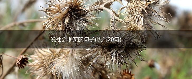 说社会现实的句子(热门20句),第1张