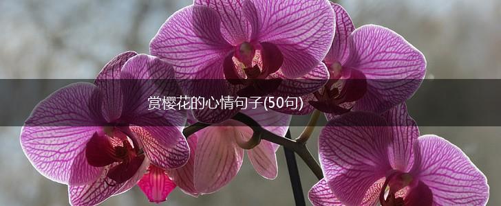 赏樱花的心情句子(50句),第1张