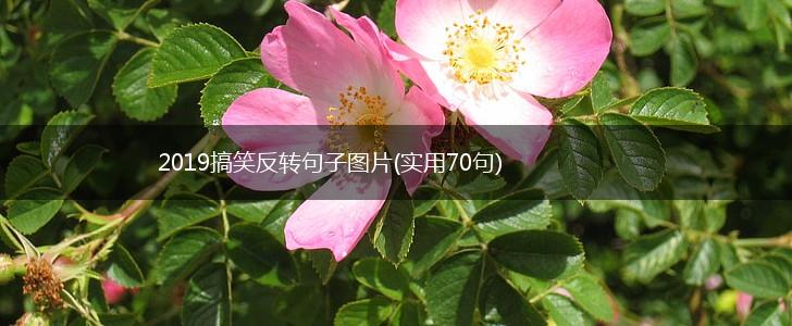2019搞笑反转句子图片(实用70句),第1张