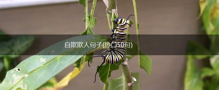 自欺欺人句子(热门50句),第1张