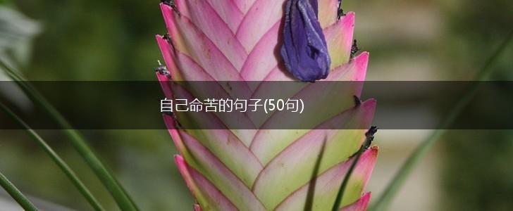自己命苦的句子(50句),第1张