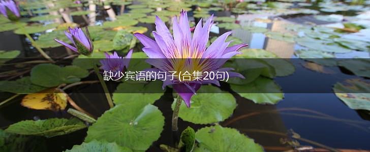 缺少宾语的句子(合集20句),第1张