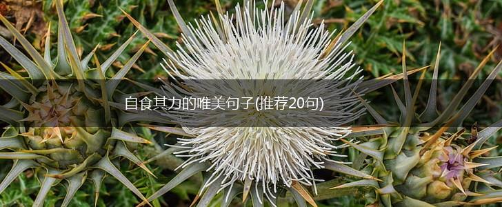 自食其力的唯美句子(推荐20句),第1张