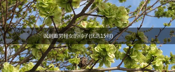 讽刺重男轻女的句子(优选15句),第1张