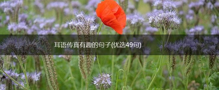 耳语传真有趣的句子(优选49句),第1张