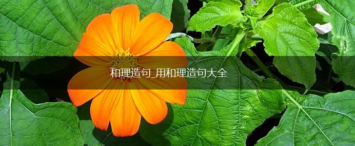 和理造句_用和理造句大全,第1张