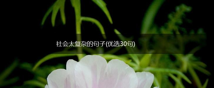 社会太复杂的句子(优选30句),第1张