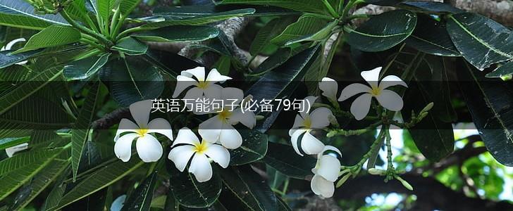 英语万能句子(必备79句),第1张