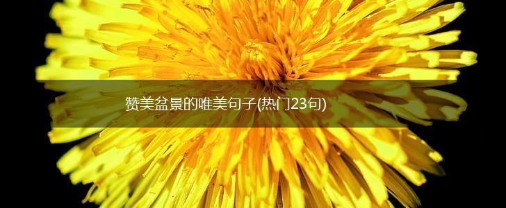 赞美盆景的唯美句子(热门23句),第1张