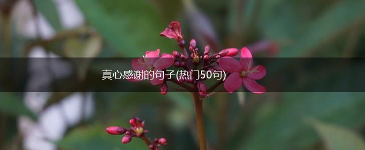 真心感谢的句子(热门50句),第1张
