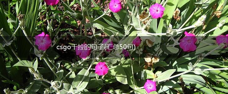 csgo干拉的句子(汇总50句),第1张