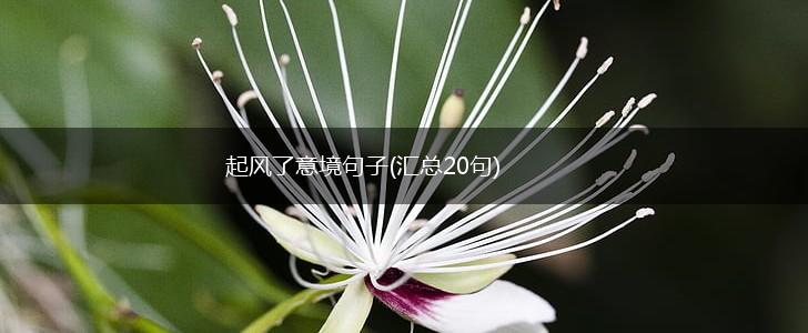 起风了意境句子(汇总20句),第1张