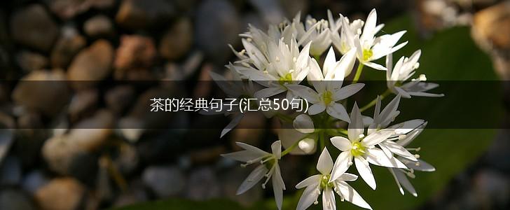 茶的经典句子(汇总50句),第1张