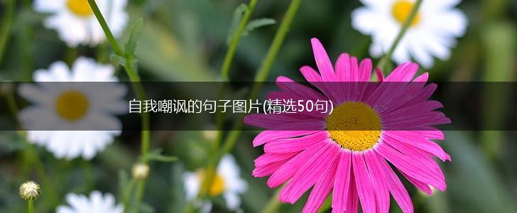 自我嘲讽的句子图片(精选50句),第1张