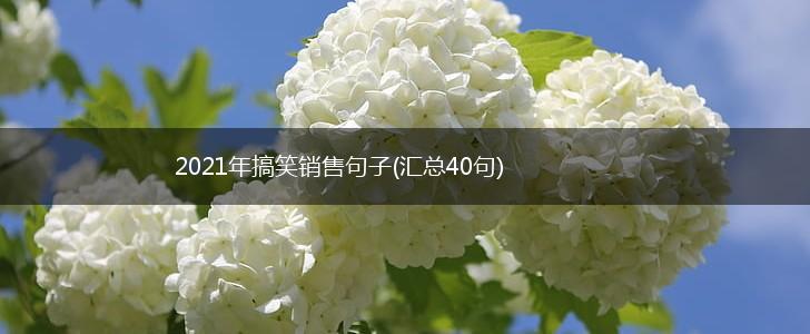 2021年搞笑销售句子(汇总40句),第1张