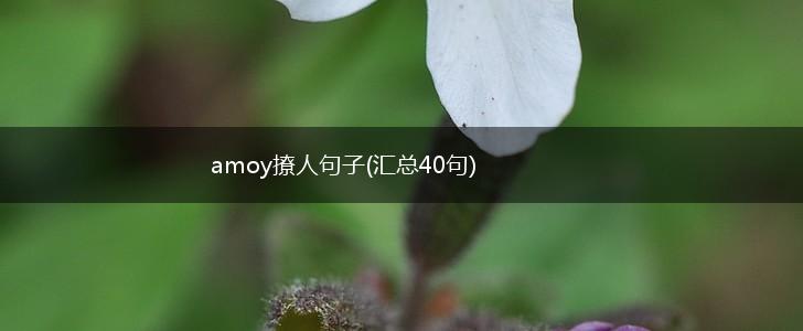 amoy撩人句子(汇总40句),第1张