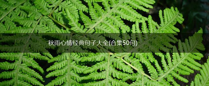 秋雨心情经典句子大全(合集50句),第1张