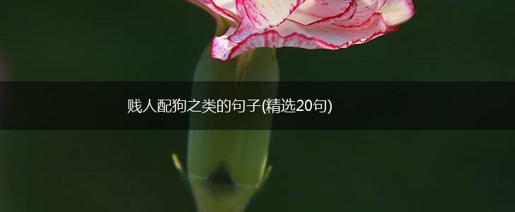 贱人配狗之类的句子(精选20句),第1张