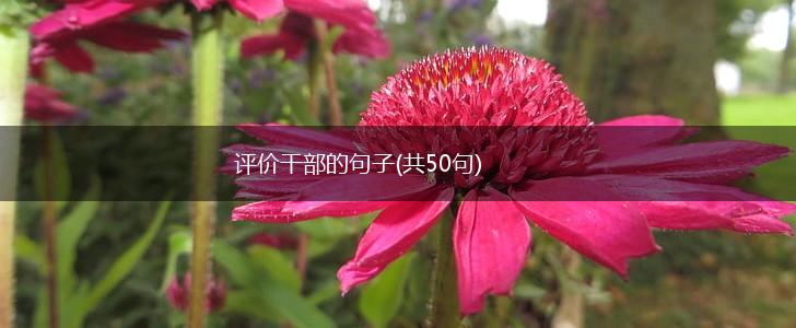 评价干部的句子(共50句),第1张