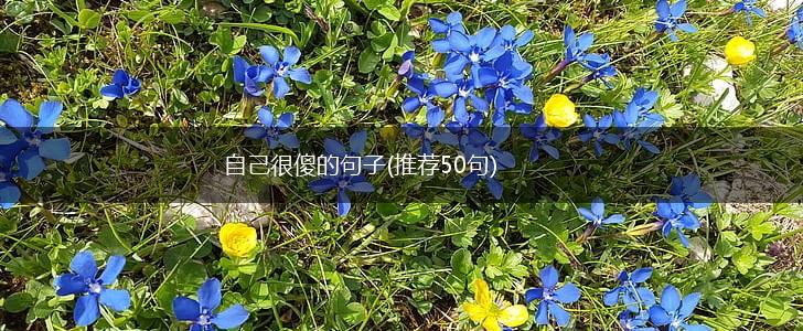 自己很傻的句子(推荐50句),第1张