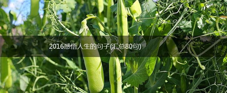 2016感悟人生的句子(汇总80句),第1张
