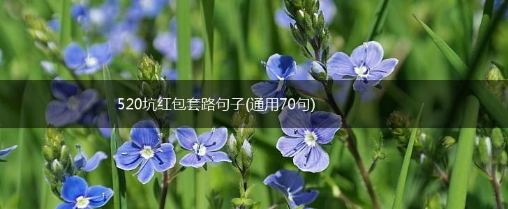 520坑红包套路句子(通用70句),第1张