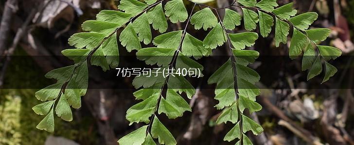 7仿写句子(共40句),第1张
