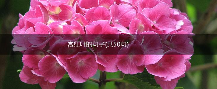 赏红叶的句子(共50句),第1张