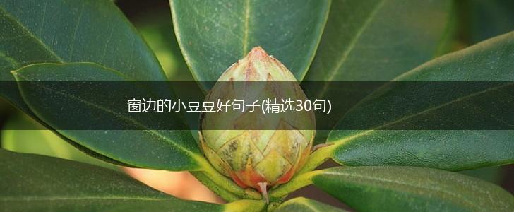 窗边的小豆豆好句子(精选30句),第1张