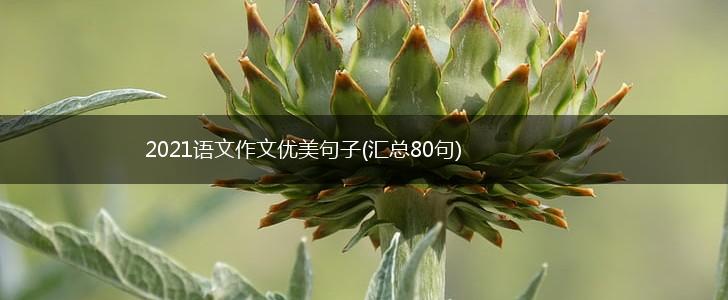 2021语文作文优美句子(汇总80句),第1张
