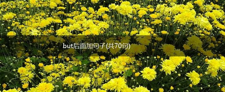 but后面加句子(共70句),第1张
