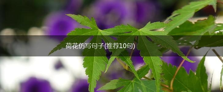 荷花仿写句子(推荐10句),第1张