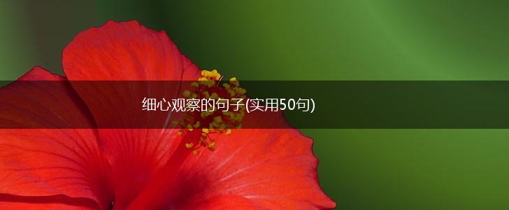 细心观察的句子(实用50句),第1张