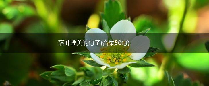 落叶唯美的句子(合集50句),第1张