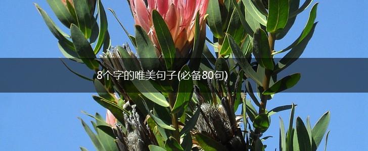 8个字的唯美句子(必备80句),第1张