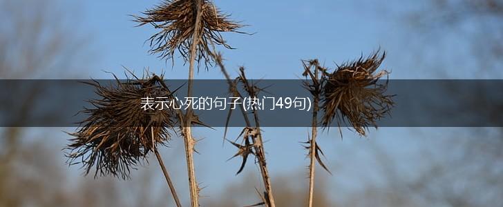 表示心死的句子(热门49句),第1张