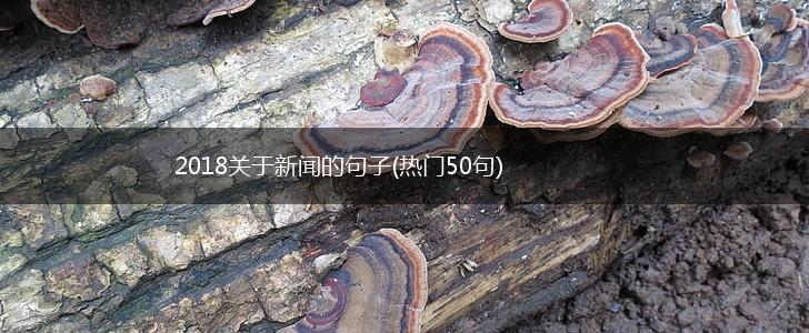2018关于新闻的句子(热门50句),第1张