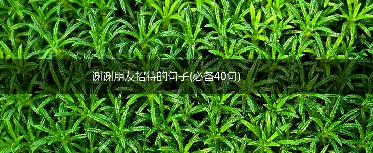 谢谢朋友招待的句子(必备40句),第1张