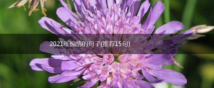 2021年煽情的句子(推荐15句),第1张