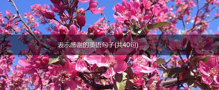 表示感谢的英语句子(共40句),第1张