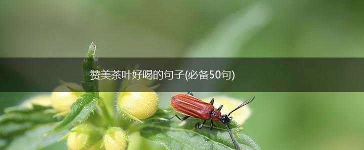 赞美茶叶好喝的句子(必备50句),第1张