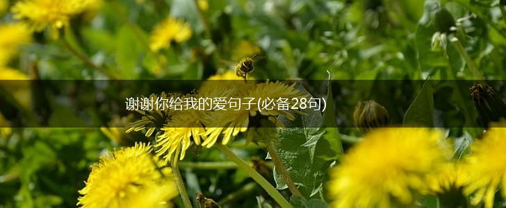 谢谢你给我的爱句子(必备28句),第1张