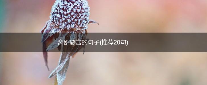 离婚感言的句子(推荐20句),第1张