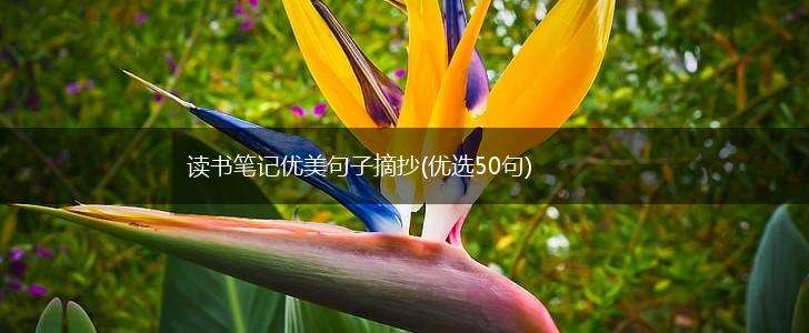 读书笔记优美句子摘抄(优选50句),第1张