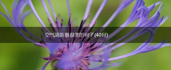 空气清新景很美的句子(40句),第1张