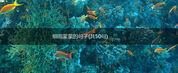 细雨蒙蒙的句子(共50句),第1张