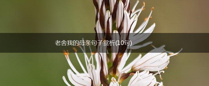 老舍我的母亲句子赏析(10句),第1张