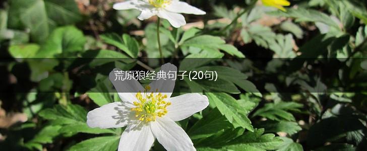 荒原狼经典句子(20句),第1张